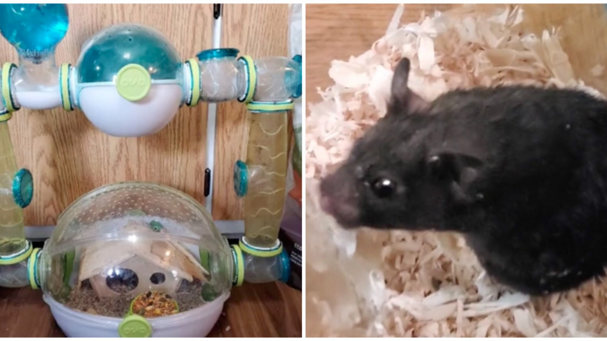 Illustration : "Enfermé dans une cage insalubre pendant 2 ans, un hamster négligé parvient à s'offrir une nouvelle vie (vidéo)"