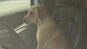Illustration : Des passants découvrent un chien enfermé dans un véhicule en plein soleil, et décident de contacter la police