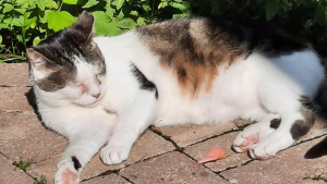 Ce lit intègre un labyrinthe pour votre chat dans sa structure