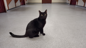 Illustration : Coup de foudre : une famille parcourt plus de 800 km pour rencontrer Eddie, un chat noir boudé par les adoptants