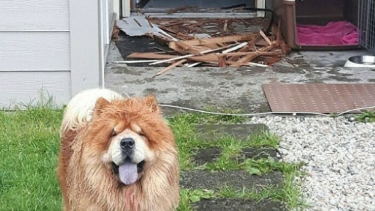 Illustration : "15 photos de chiens malicieux et adorables qui illumineront votre journée "