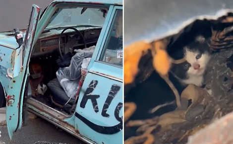 Une voiture rouillée devient un refuge pour une famille de chats errants, les habitants tirent la sonnette d'alarme (vidéo)