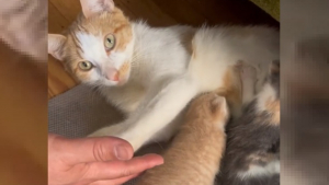 Illustration : "Une bénévole au secours de chatons errants reçoit le plus chaleureux des accueils de la part de leur mère"