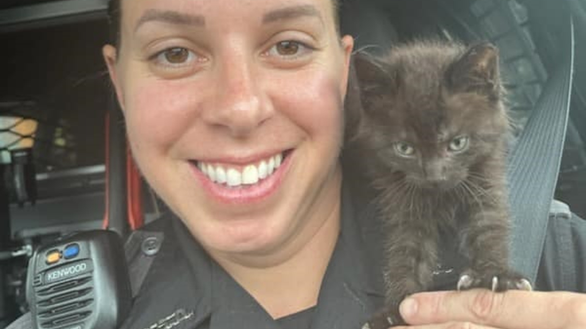 Illustration : "Un chaton découvert lors d'un cambriolage fait une rencontre qui change sa vie parmi les opératrices d'appel d'urgence"