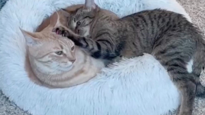 Illustration : De l'indifférence à la complicité : le tendre lien unissant ces 2 chats fait fondre les internautes (vidéo)