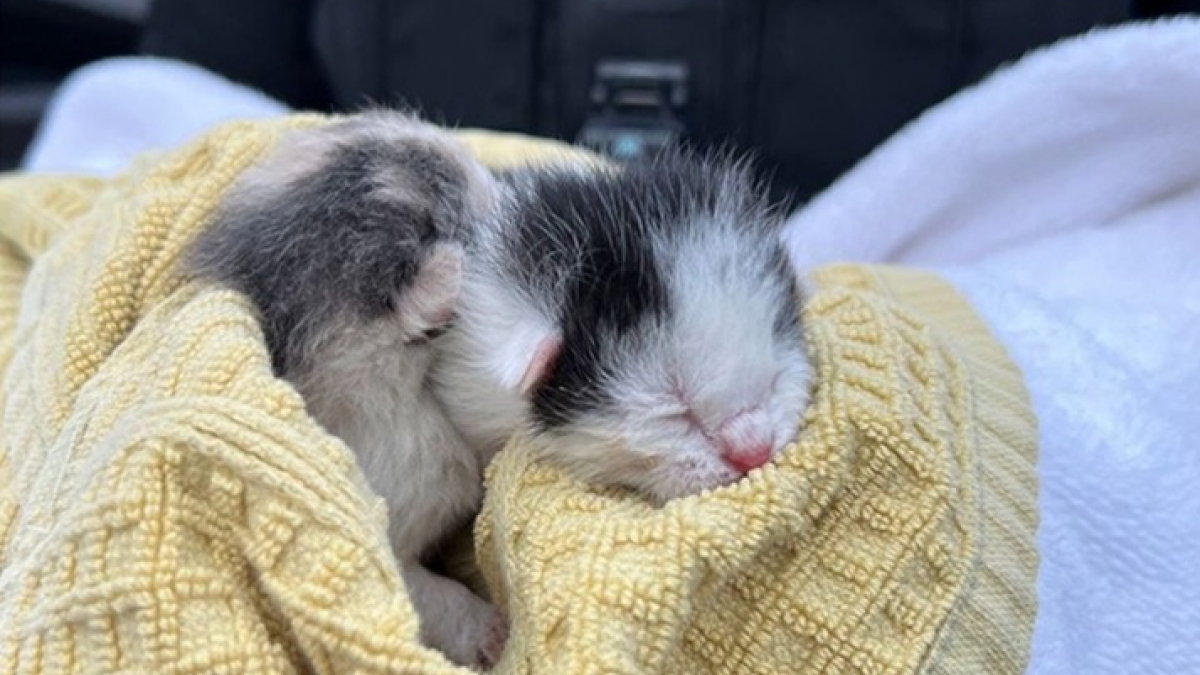 Illustration : "Jetés d'une voiture en marche à l'âge de 5 jours, ces 2 chatons se sont battus pour leur survie "