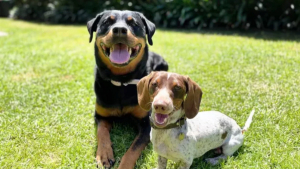 Illustration : "15 photos adorables de grands chiens dont le meilleur ami est bien plus petit"