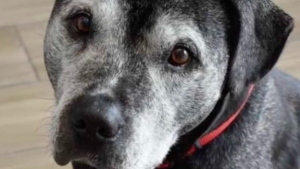 Illustration : "À l'âge de 15 ans, ce chien de refuge parvient à s'offrir la plus belle des retraites (vidéo)"