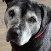 Illustration : &Agrave; l'&acirc;ge de 15 ans, ce chien de refuge parvient &agrave; s'offrir la plus belle des retraites (vid&eacute;o)