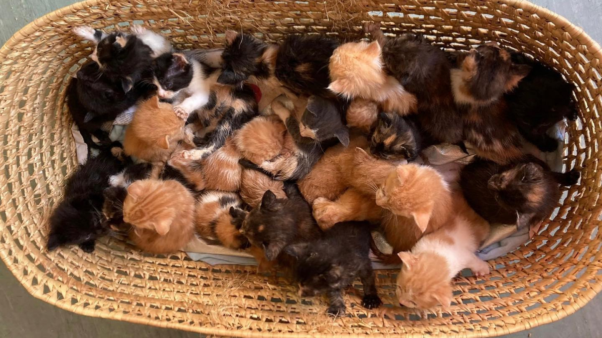 Illustration : "Des bénévoles découvrent que 26 chatons ont été abandonnés dans un panier aux portes de leur refuge"