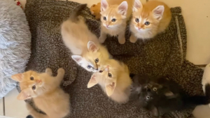 Illustration : Une chatte errante dépose ses 6 chatons dans un jardin dans l’espoir de leur offrir une vie meilleure (vidéo)