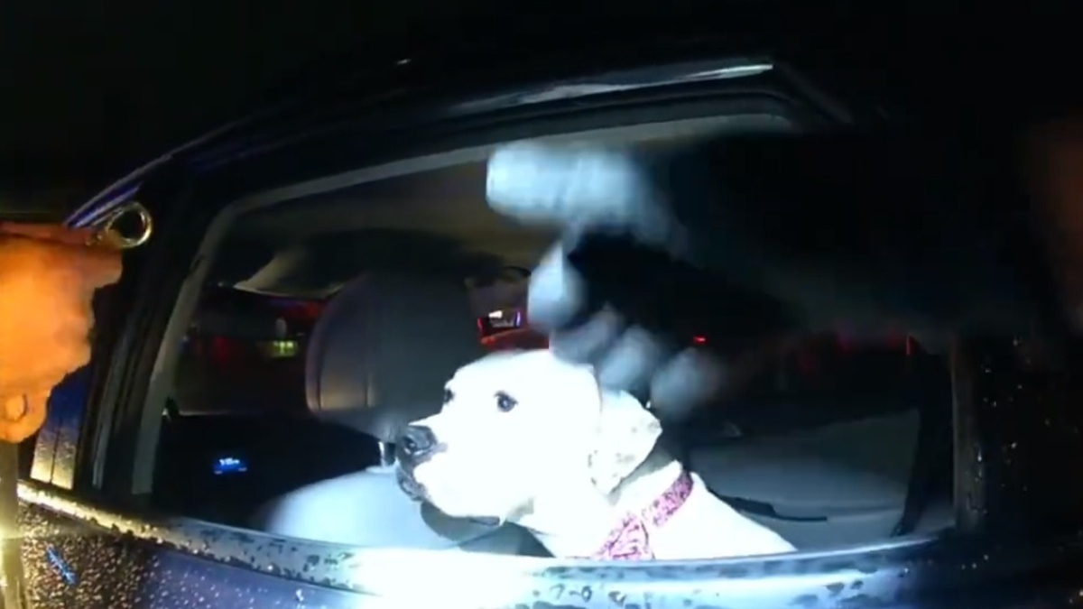 Illustration : "Un chien retrouvé dans une voiture volée conquiert le cœur d'un policier"