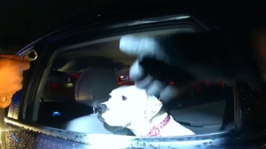 Illustration : "Un chien retrouvé dans une voiture volée conquiert le cœur d'un policier"
