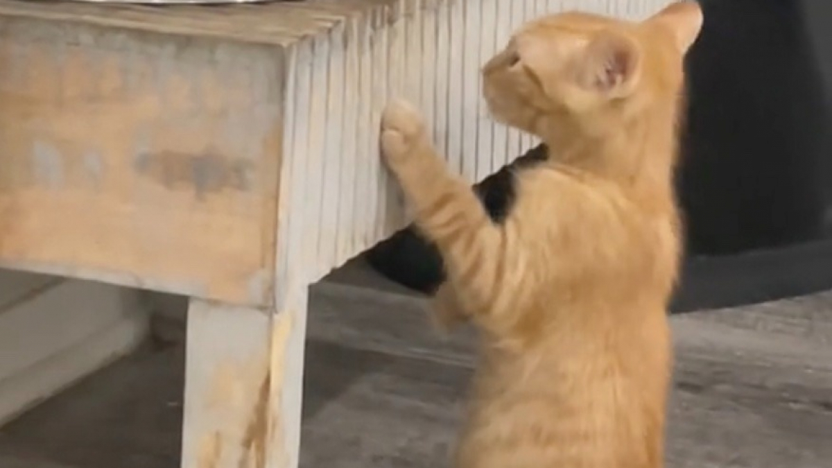 Illustration : "Petit mais audacieux, un chaton amusant conquiert les internautes avec ses habitudes de boisson insolites ! (vidéo)"