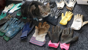 Illustration : "Une chatte espiègle se mue en cambrioleuse professionnelle et sévit dans tout le voisinage"