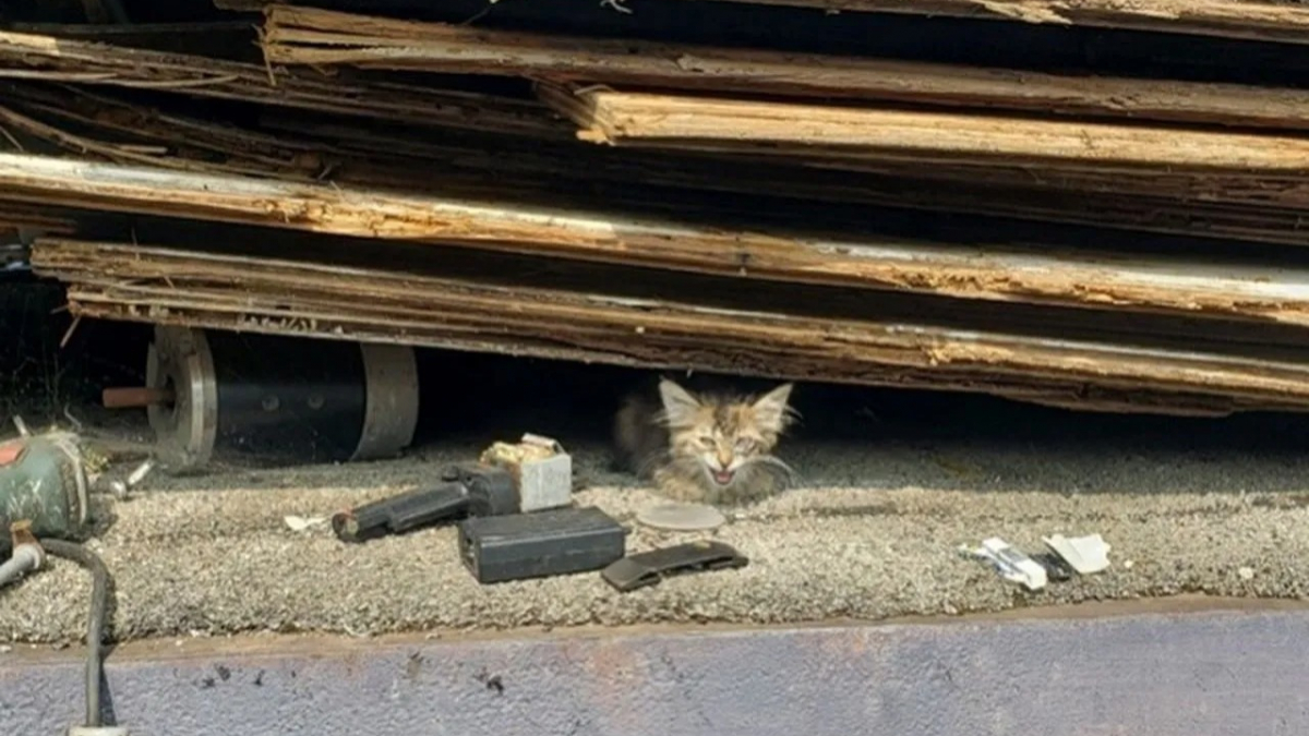 Illustration : "Une chatonne retrouvée sous une pile de débris réclame l'aide d'un promeneur"