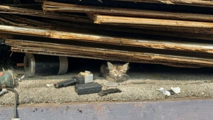 Illustration : Une chatonne retrouvée sous une pile de débris réclame l'aide d'un promeneur