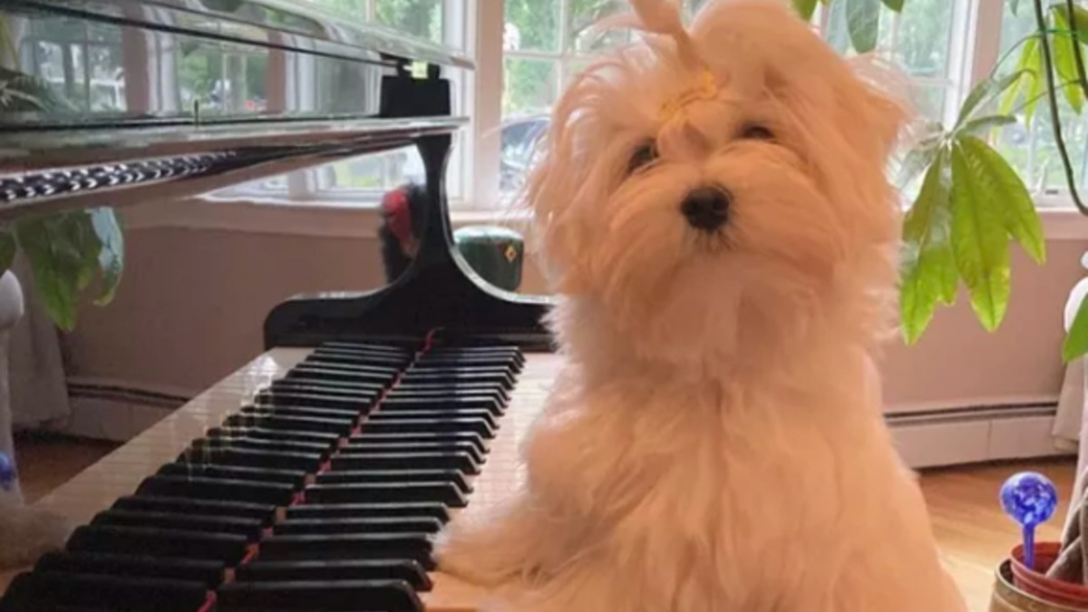 Illustration : "15 photos de chiens passionnés de musique et posant avec leurs instruments préférés"
