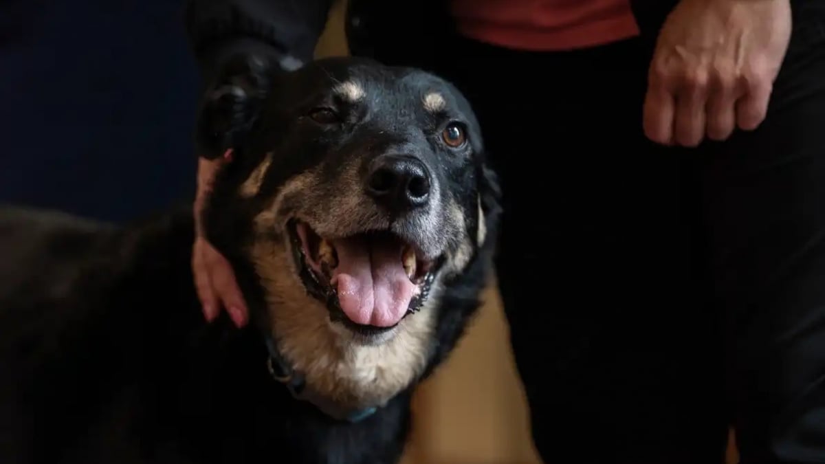 Un Chien S échappe De Son Refuge à 3