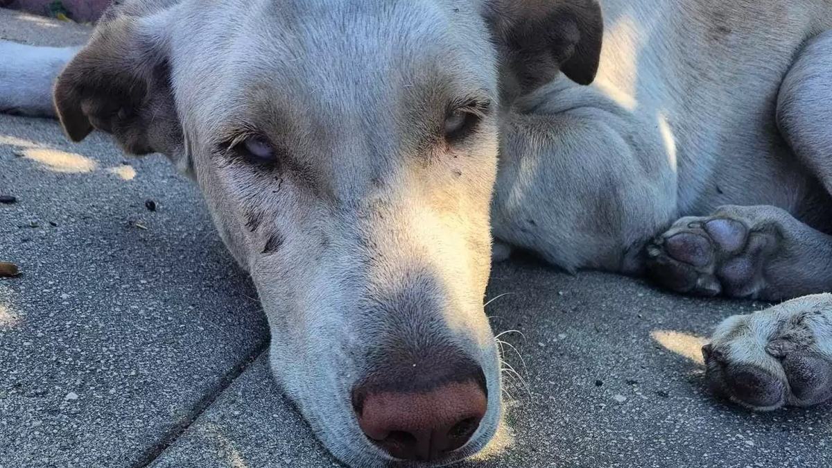 Illustration : "Un chien abandonné sillonne le quartier à la recherche d'un toit alors qu'une violente tempête approche"