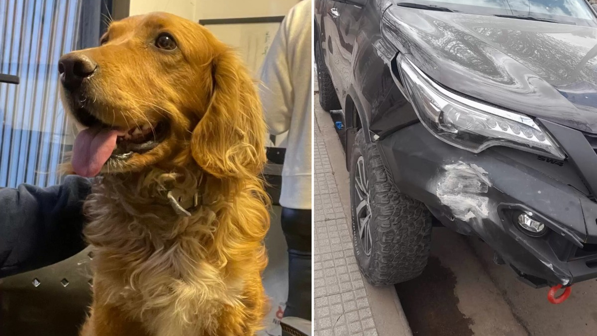 Illustration : "Un chien devient chauffard malgré lui en prenant le contrôle de la voiture de son maître"
