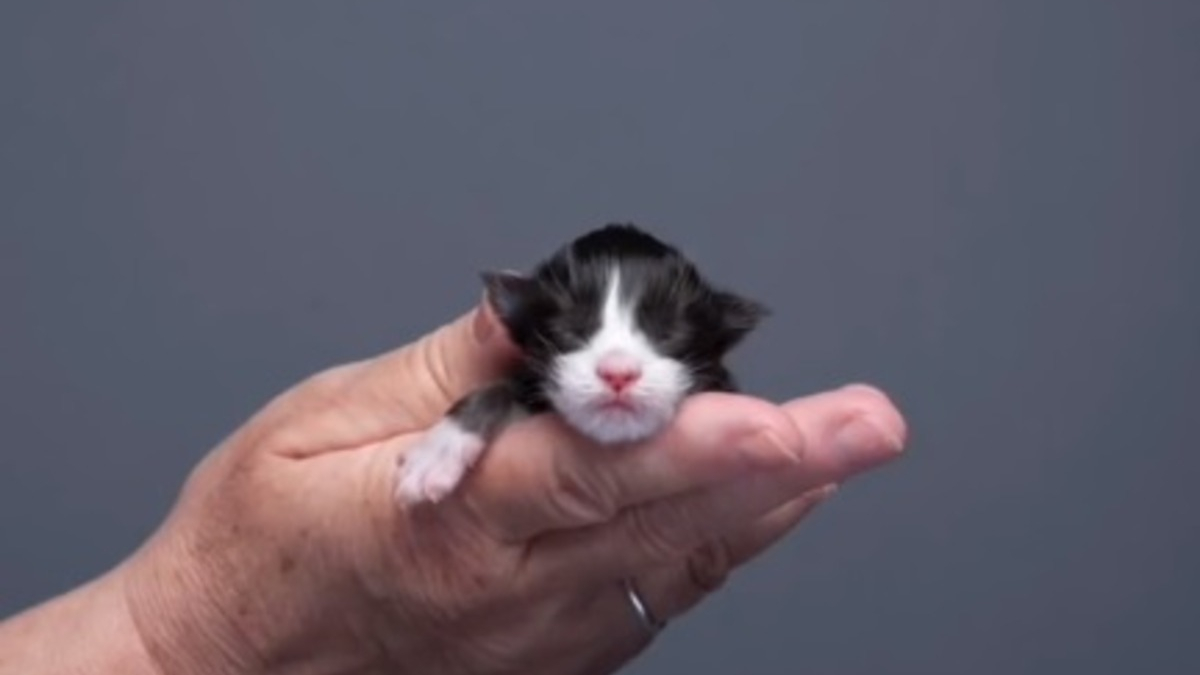 Illustration : "De minuscule à majestueux : l'évolution d'un chaton en 94 jours capturée par un photographe (vidéo)"