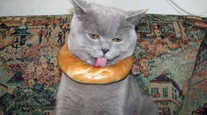 Illustration : 20 photos d'animaux ayant vite regretté de s'être laissé guider par leur gourmandise