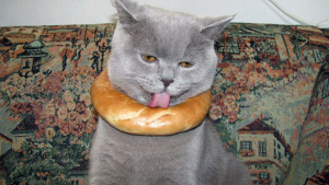 Illustration : 20 photos d'animaux ayant vite regretté de s'être laissé guider par leur gourmandise