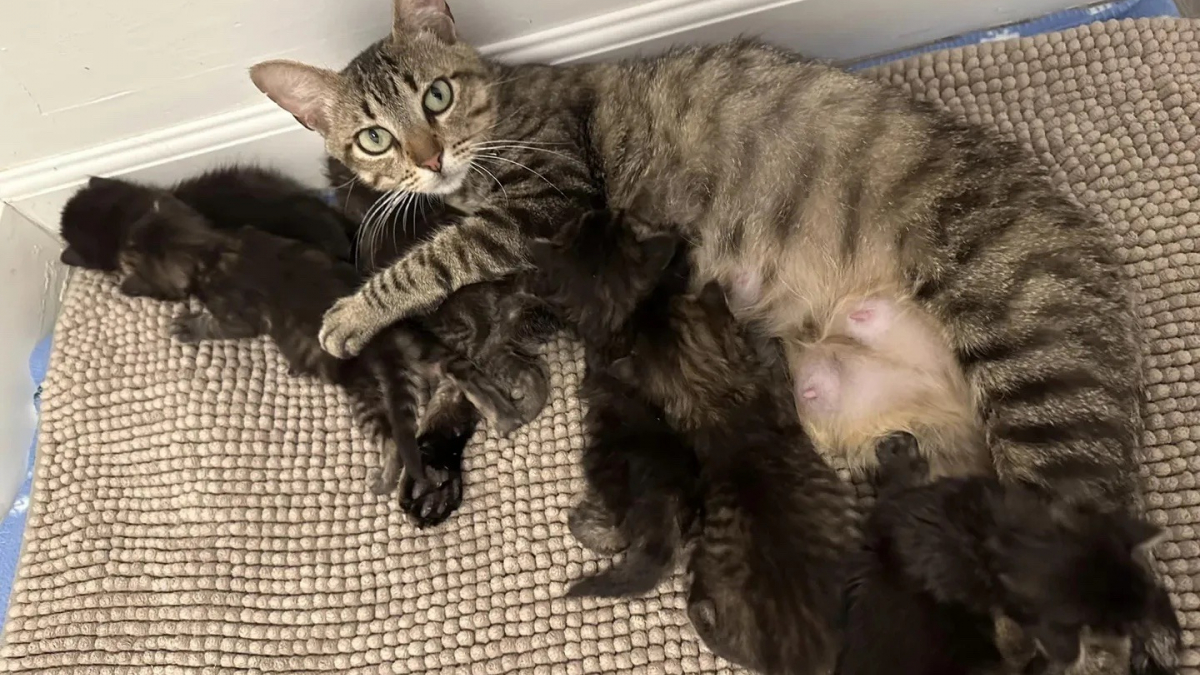 Illustration : "Malheureuse au refuge, une maman chat se métamorphose lorsqu’elle franchit la porte d’un foyer d’accueil (vidéo)"