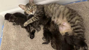 Illustration : "Malheureuse au refuge, une maman chat se métamorphose lorsqu’elle franchit la porte d’un foyer d’accueil (vidéo)"