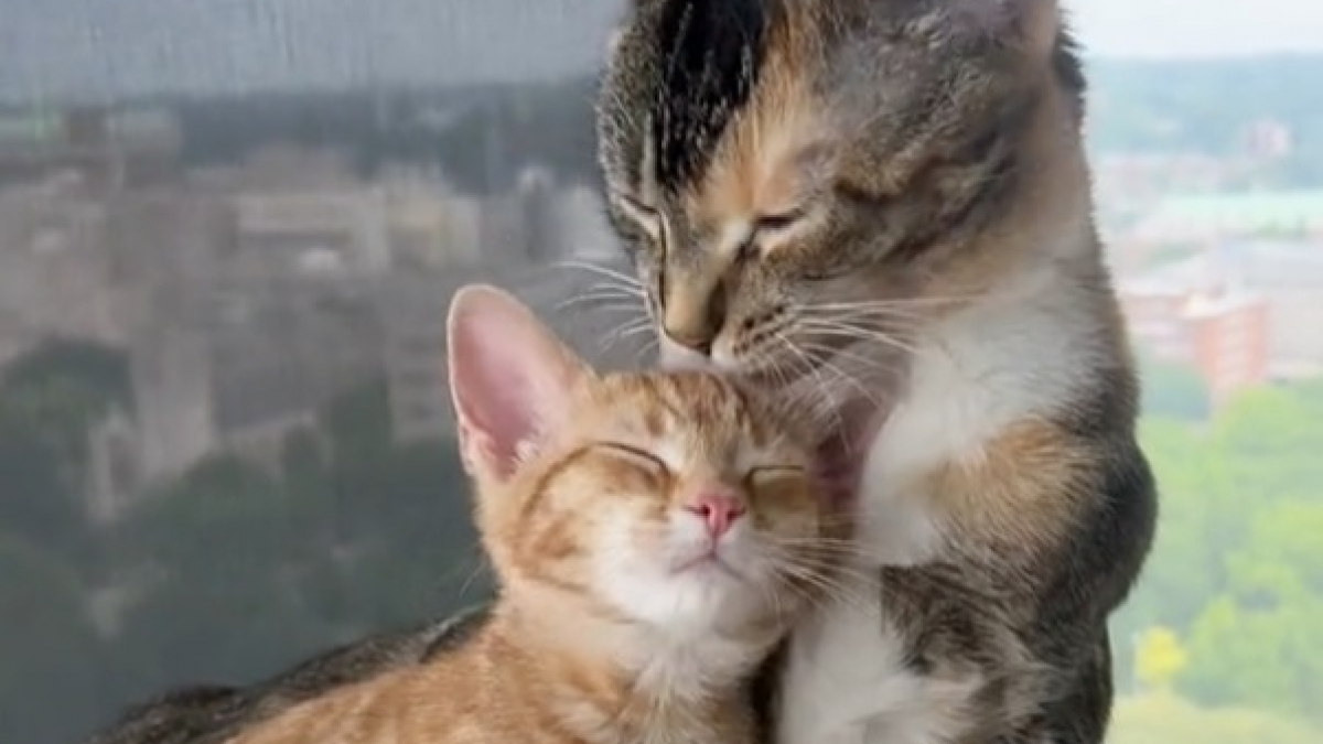 Illustration : "La vidéo touchante d'une chatte qui accueille son petit frère avec beaucoup de tendresse"