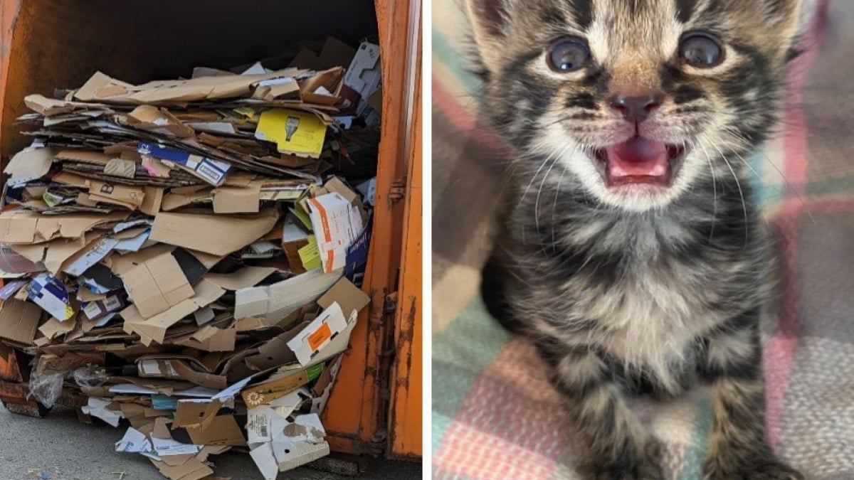 Illustration : "Une chatte et son chaton, piégés sous une montagne de cartons, déclenchent une intervention délicate"