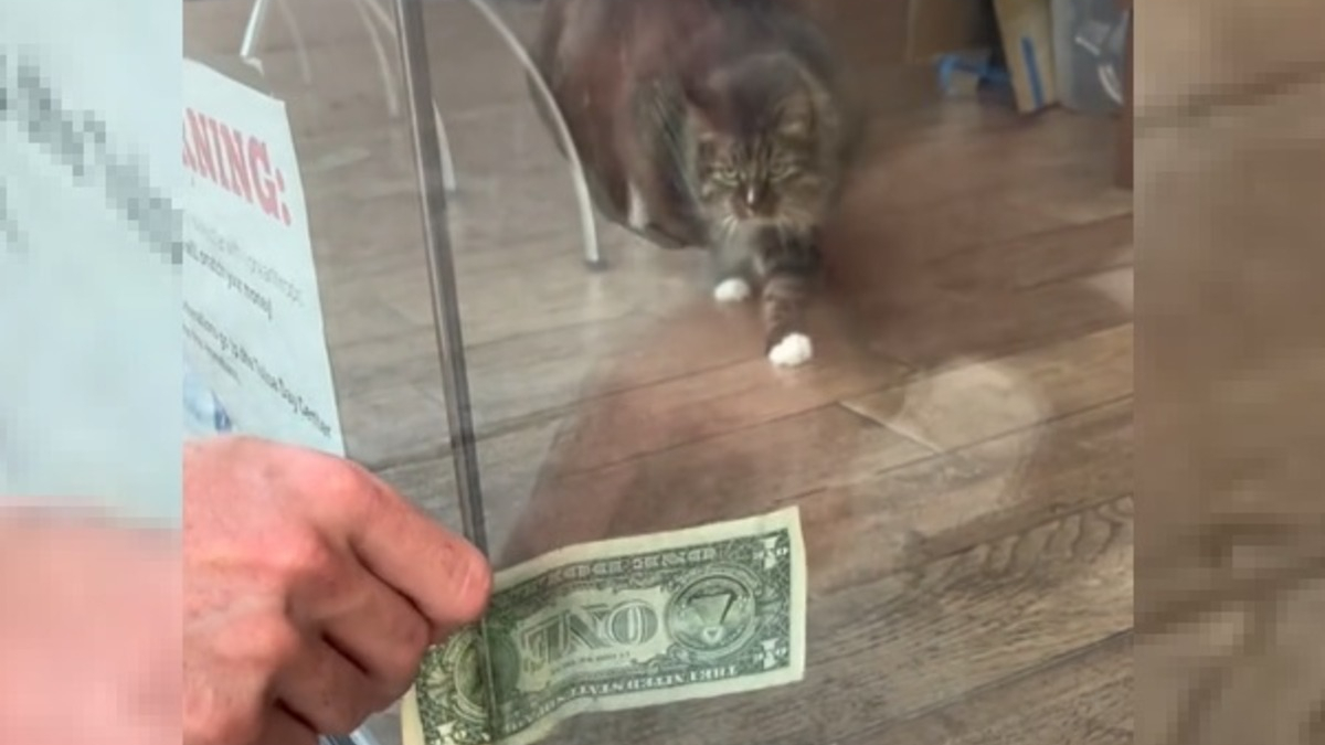 Illustration : "Cette chatte qui récupère l'argent des passants pour la bonne cause est toujours aussi populaire (vidéo)"