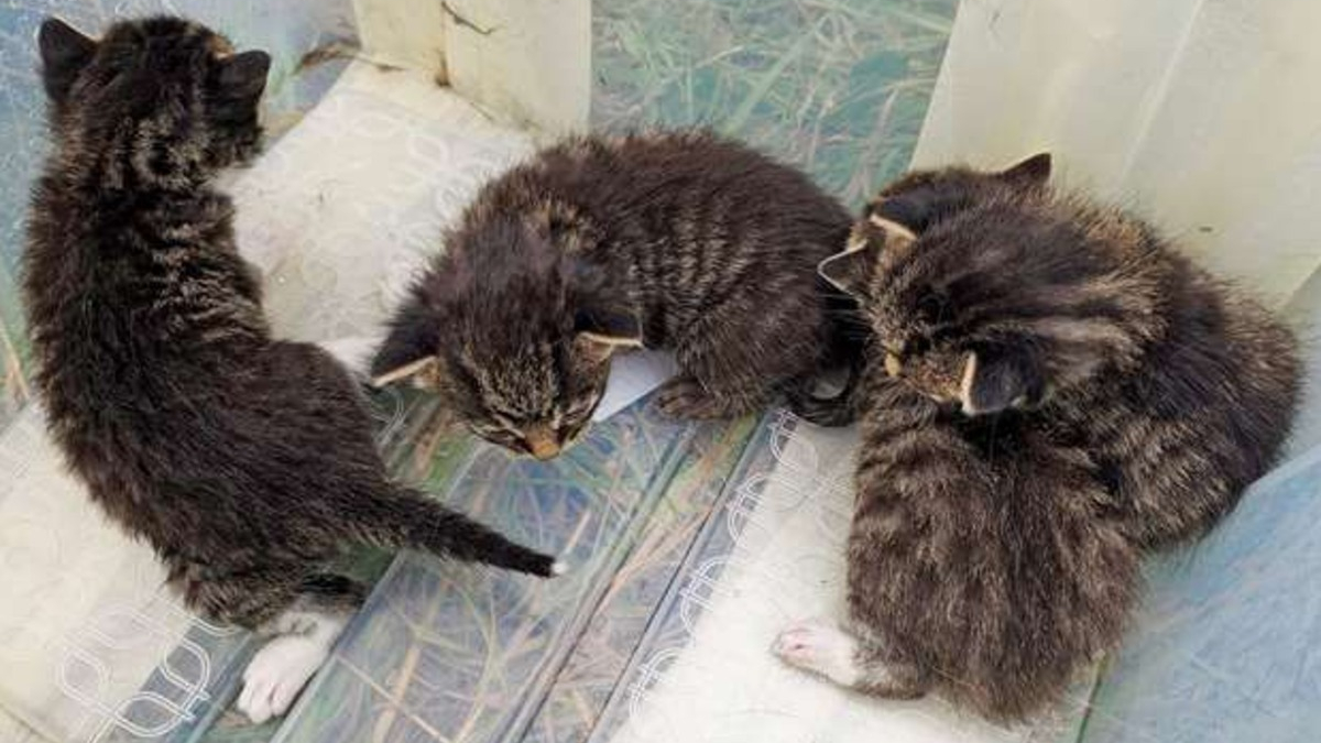 Illustration : "6 chatons abandonnés découverts par un chien et sa famille au même endroit et à 4 jours d'intervalle"