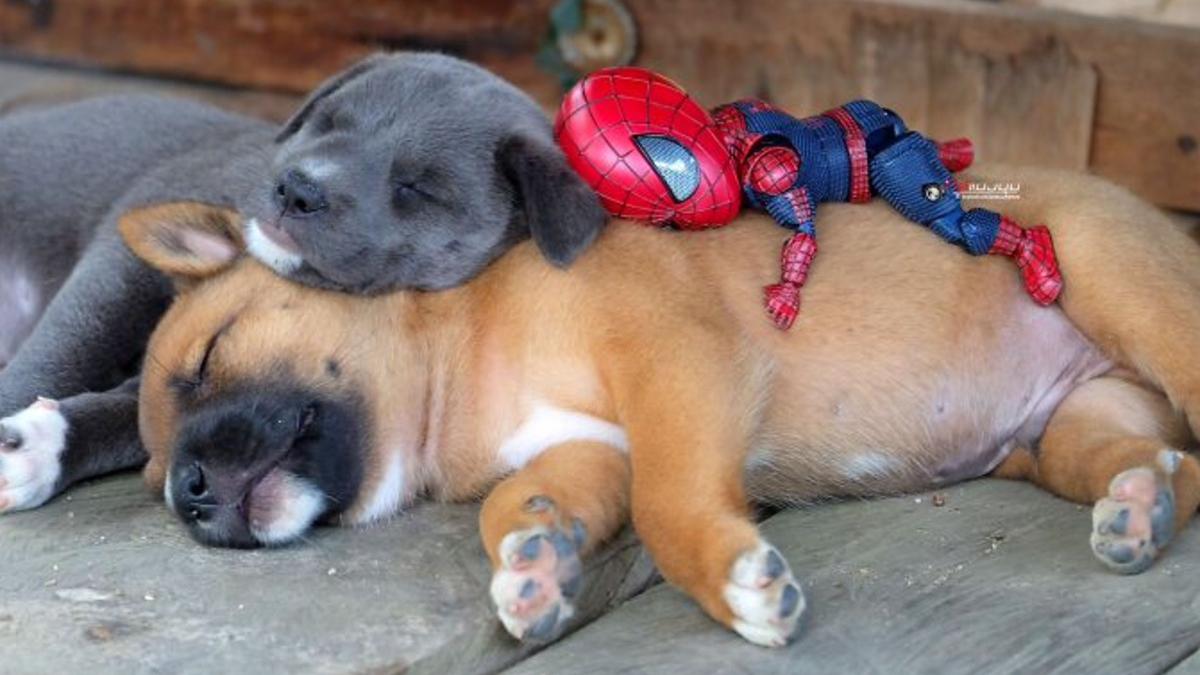 Illustration : "17 photos surprenantes où chats et chiens vivent toutes sortes d'aventures avec Spider-Man"