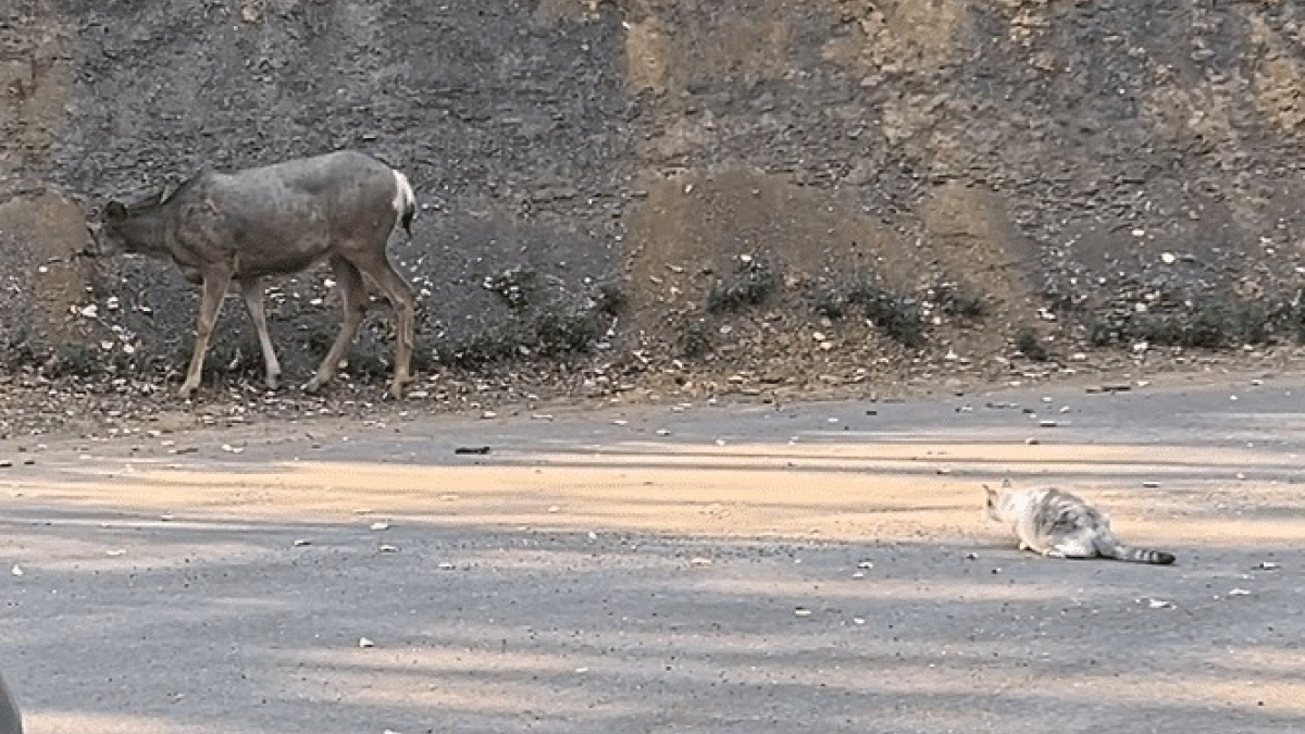 Illustration : "Une chatte audacieuse fait sensation sur TikTok après avoir tenté d'intimider un cerf (vidéo)"