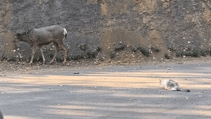 Illustration : "Une chatte audacieuse fait sensation sur TikTok après avoir tenté d'intimider un cerf (vidéo)"