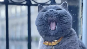 Illustration : 18 photos illustrant la joie simple que les chats nous procurent au quotidien