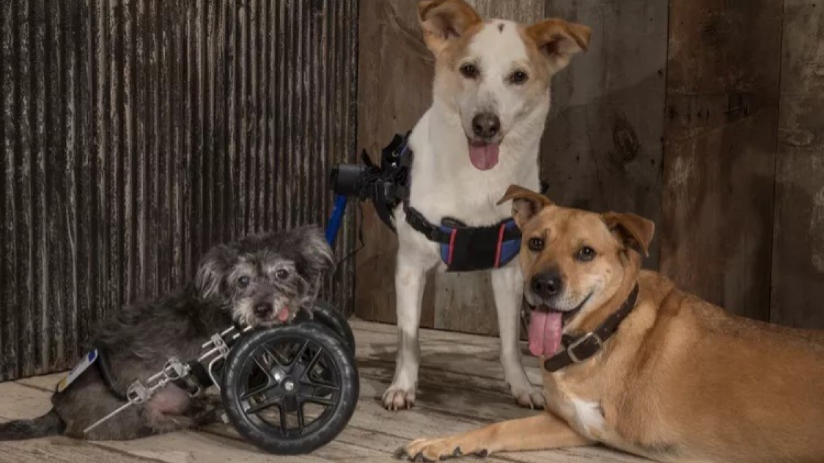 Illustration : "3 chiens à 2 pattes deviennent une source d'inspiration pour les patients d'un hôpital de rééducation (vidéo)"