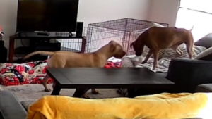 Illustration : "Une chienne patiente et compréhensive s'adapte à son jeune congénère malvoyant pour lui faciliter la vie (vidéo)"