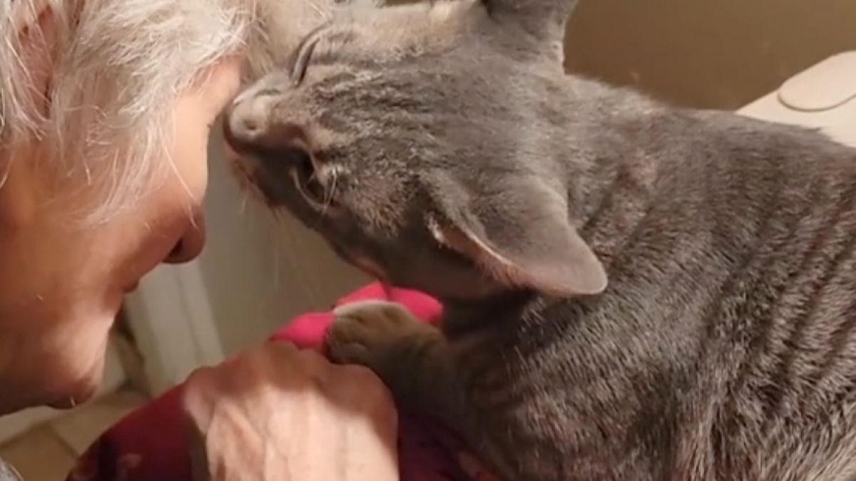 Illustration : "Ce chat et cette grand-mère ne cessent de se chamailler, mais leur amour réciproque est plus fort que tout (vidéo)"