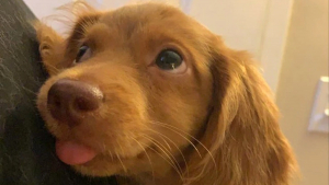 Illustration : "17 photos de chiens et de chats dont les émotions se lisent clairement sur leur visage"
