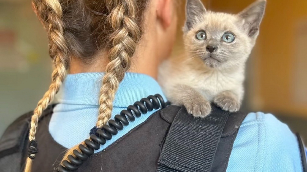 Illustration : "Sauvée de la rue par les gendarmes, une chatonne s'offre une carrière inattendue ! (vidéo)"