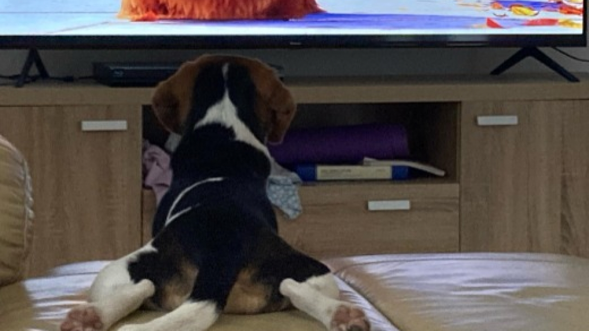 Illustration : "La vidéo adorable d'un Beagle qui regarde la télévision comme un enfant et réagit à ce qu'il voit"