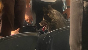Illustration : Une chienne mélomane s'échappe de chez elle pour assister au concert de son groupe préféré