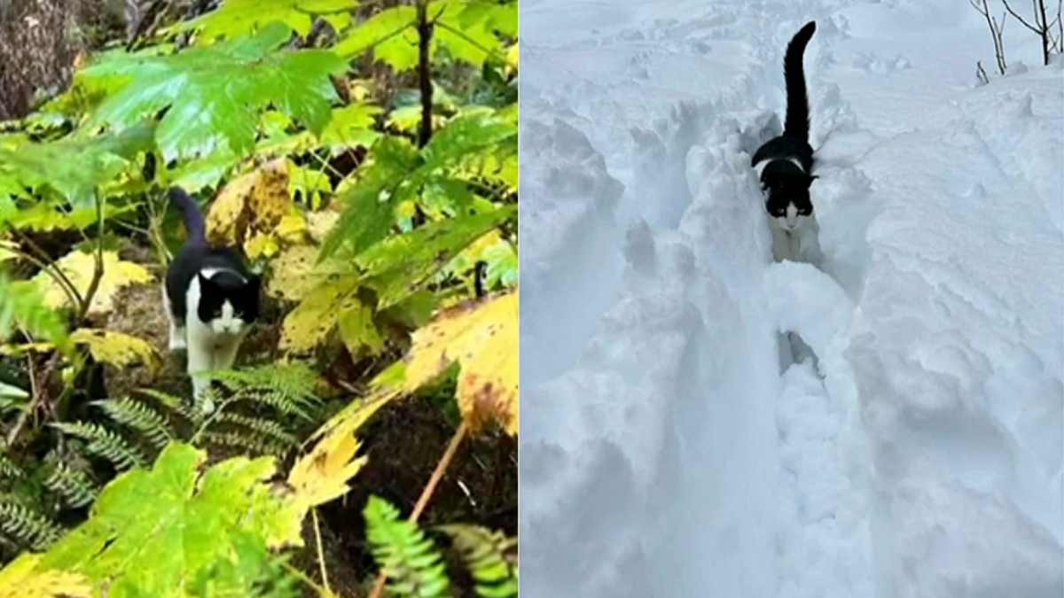 Illustration : "Un chat se bat pour survivre dans la nature pendant 26 jours après une crue ayant détruit sa maison"