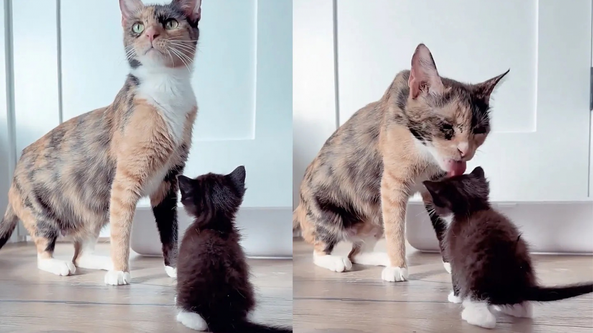 Illustration : "Inséparables depuis leur rencontre en foyer d'accueil, 2 chattes parviennent à s'offrir le plus beau des avenirs (vidéo)"