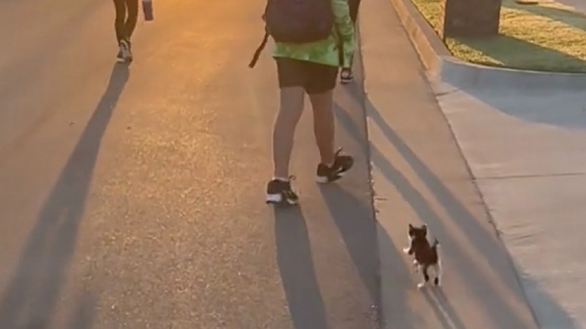 Illustration : "Tous les matins, ce chaton accompagne les enfants de ses maîtres jusqu’à l’arrêt de bus (vidéo)"