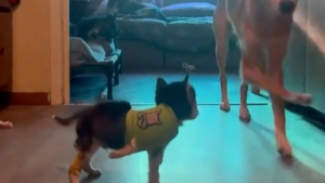 Illustration : "Un croisé Husky aide son compagnon à s'adapter à la vie sur trois pattes en lui montrant comment marcher (vidéo)"