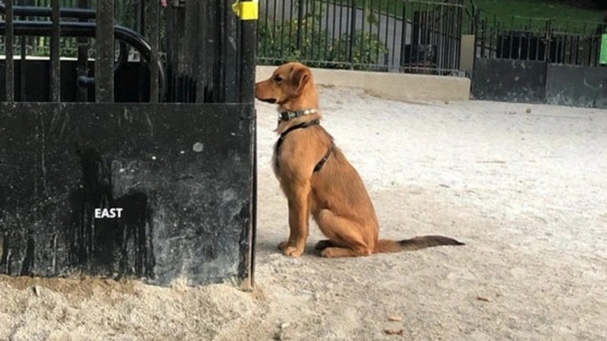 Illustration : "15 photos prouvant que la bienveillance et la bravoure sont des valeurs chères à nos chiens"